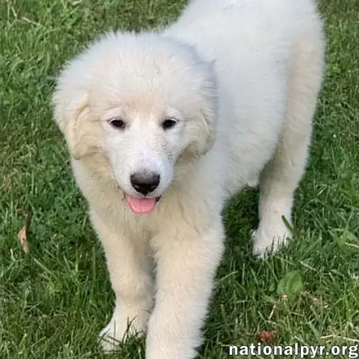 Marshmallow in OH - Loves To Play In The Water!