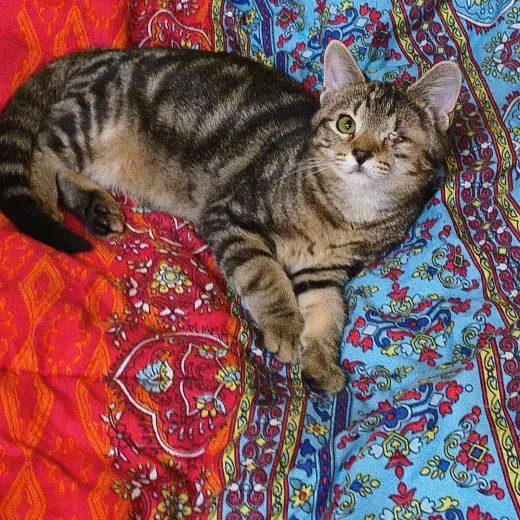 Dawson- In Foster, Ask for an Appointment
