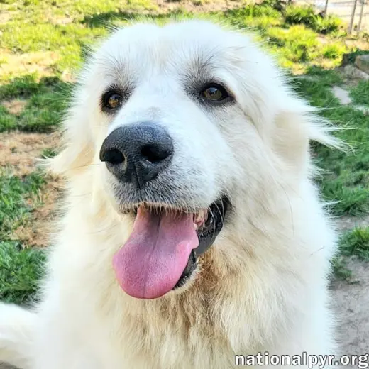 Marley in KY - Sweet, Social & Eager To Please!