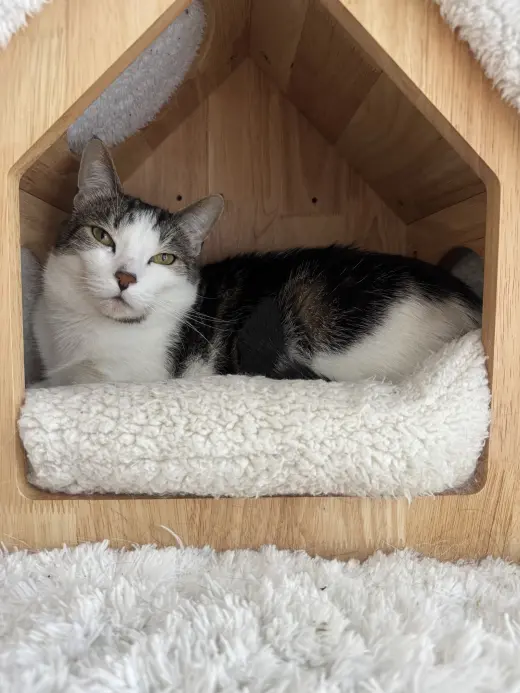 Chili (bonded with Chaulk)