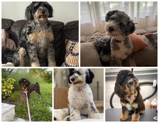 September Bernedoodles