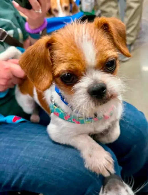 Matilda * Adoption Pending*