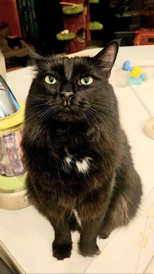 Merlin