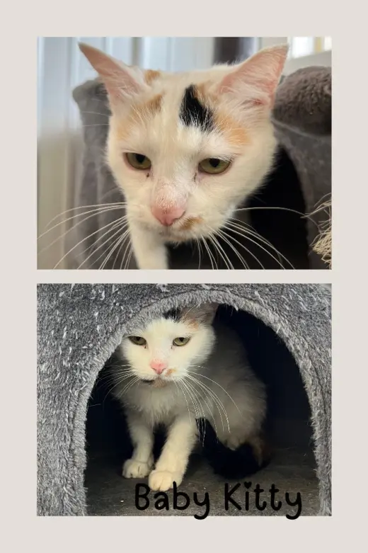 Baby Kitty- WAIVED FEE- indoor/outdoor