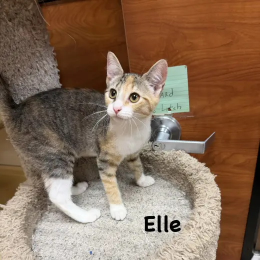 Elle