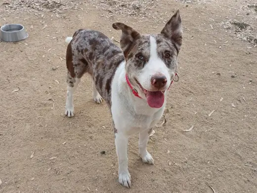 DUKE