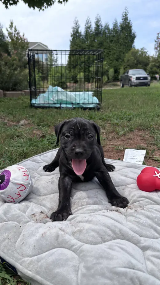Bear- Cora's Litter