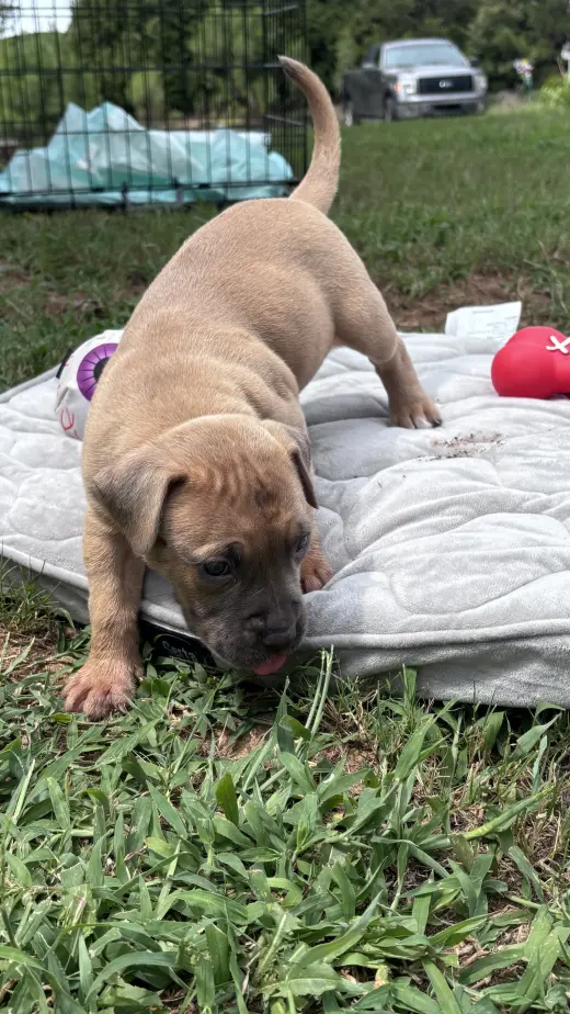 Twinkie - Cora's Litter