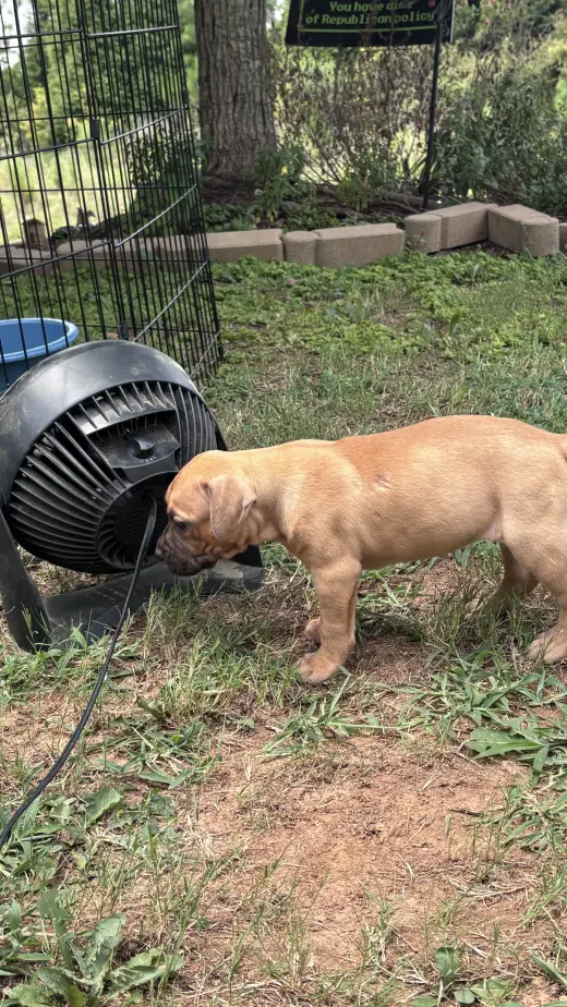 Becky - Cora's Litter