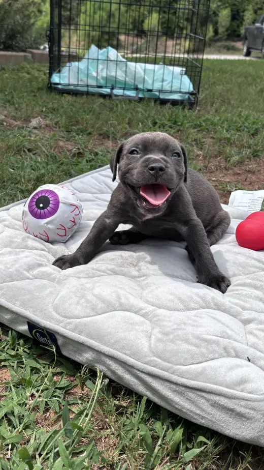 Pebbles - Cora's Litter