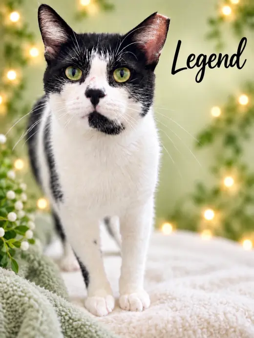 Legend (FCID #07/22/2026 - 103 Jenkintown PS)
