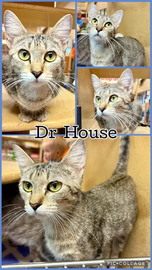 DR HOUSE