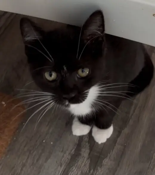 Poppy-Not at the Shelter (Kristy)