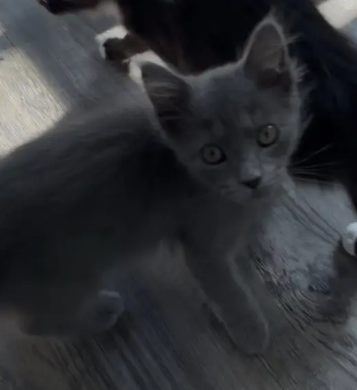 Beau-Not at the shelter (Kristy)