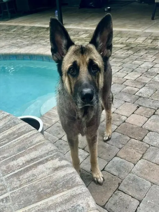 BAILEY
