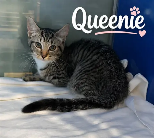 QUEENIE