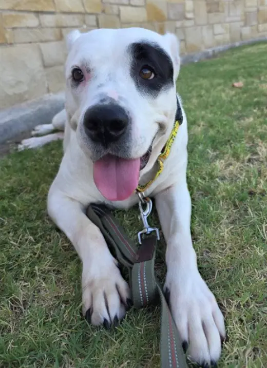 PUDDING