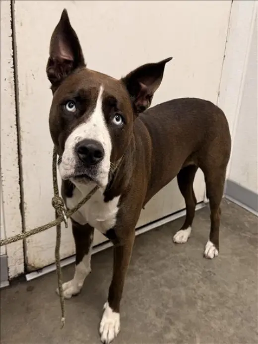 NOVA