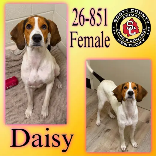 Daisy