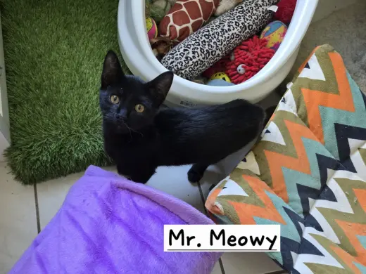 Mr. Meowy