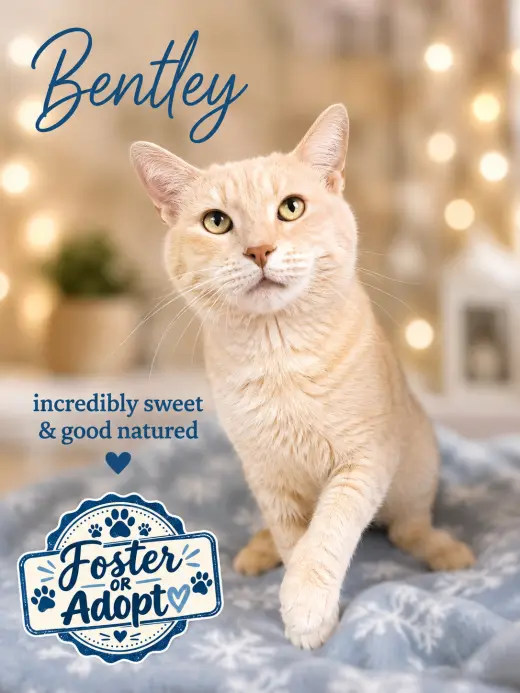 Bentley (FCID# 07/14/2026 - 131) Willow Grove