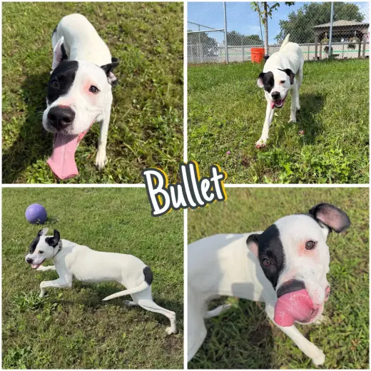 Bullet