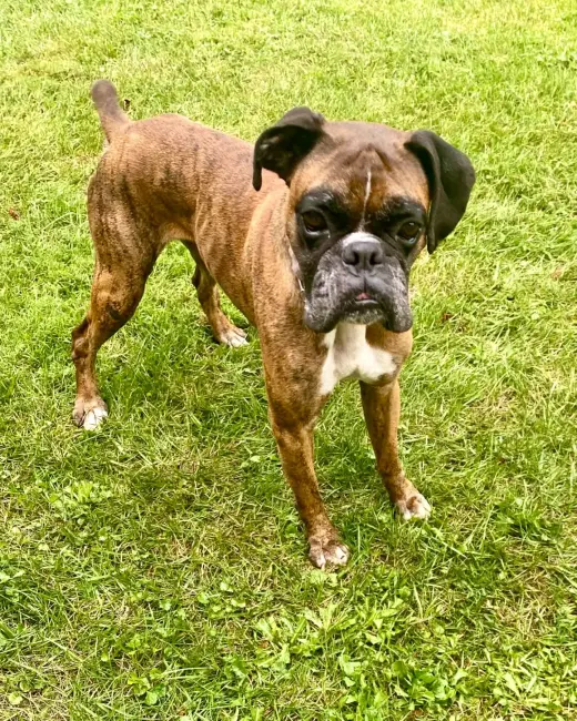Skippy