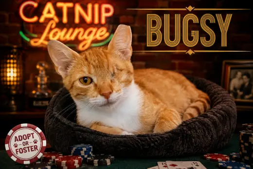 Bugsy (FCID# 07/20/2026 - 34)