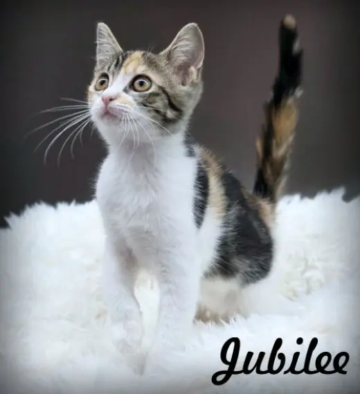 Jubilee