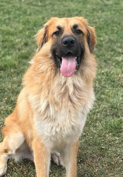 SIMBA