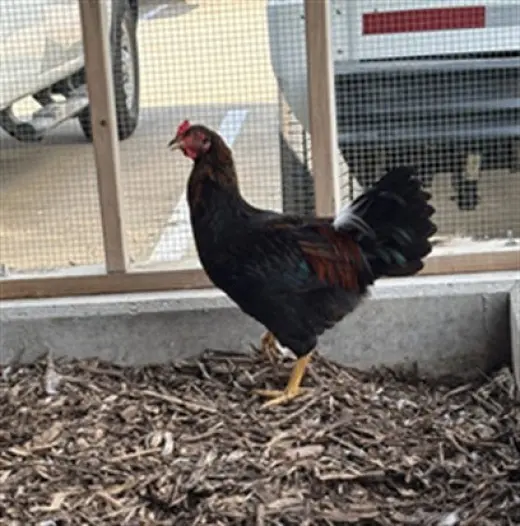 CLUCKY