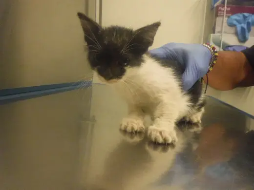 MARIE