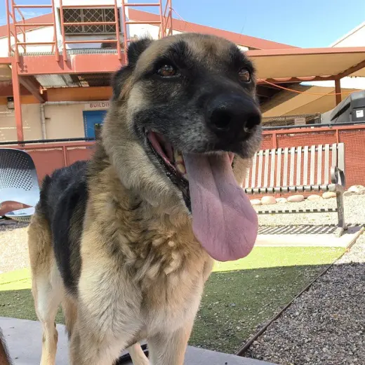 CHEYENNE