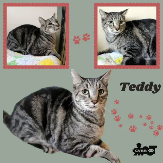 Teddy (Cat)