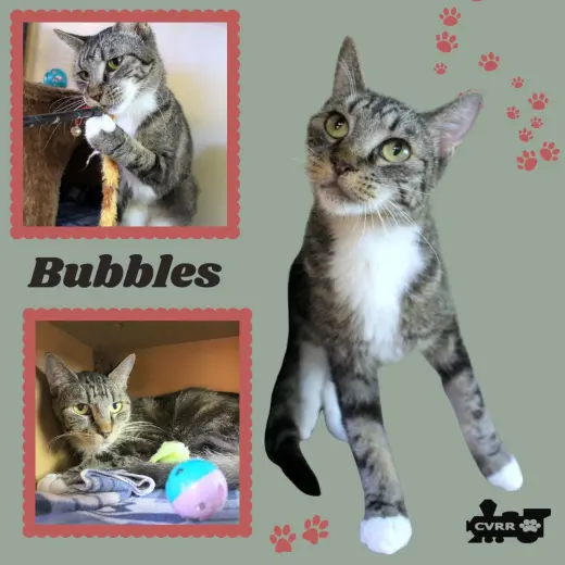Bubbles (Cat)