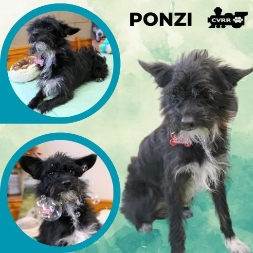 Ponzi