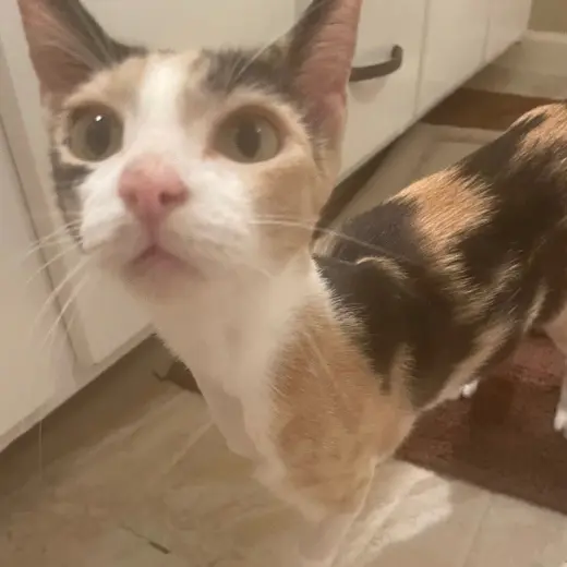 Lila