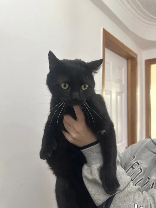 DUO M/F SIMBA & ZARA