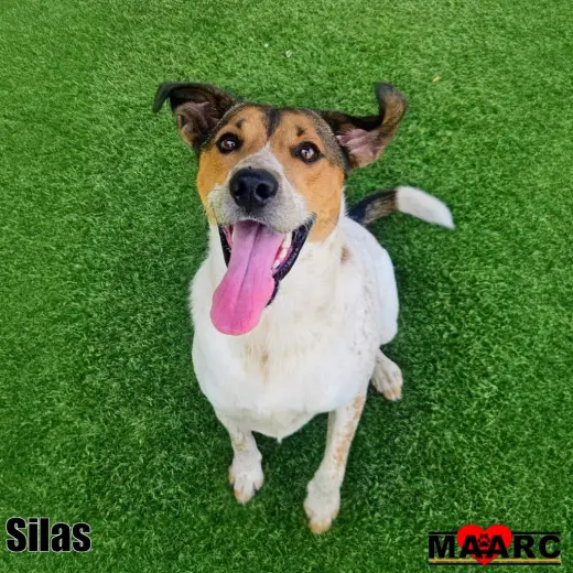 Silas