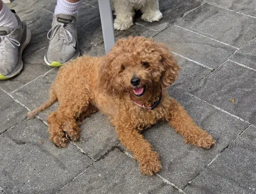 Toby - Sweet Companion