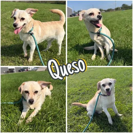 Queso