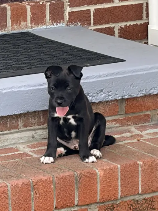 Harry (Harry Potter Litter)