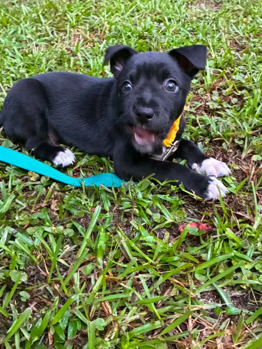 Ron (Harry Potter Litter)