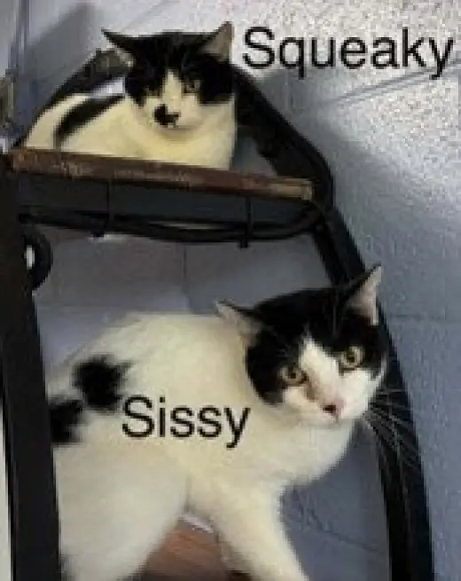 Squeeky
