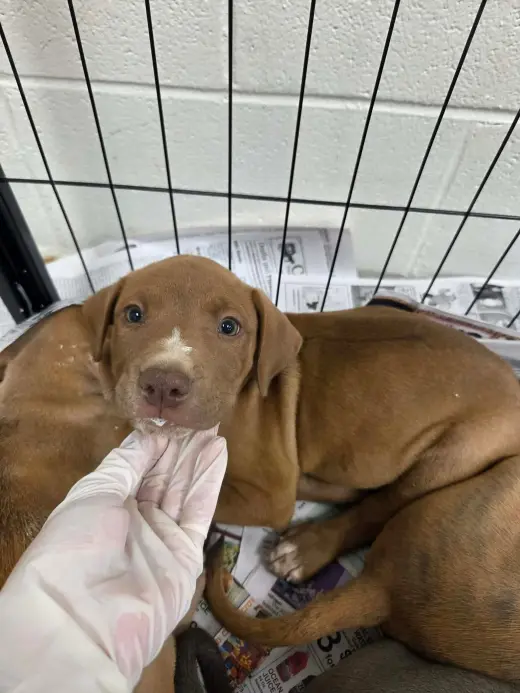 Puppy 2 (NY-Shari)