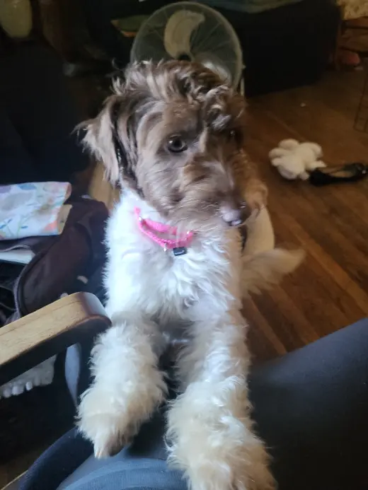 Cannoli