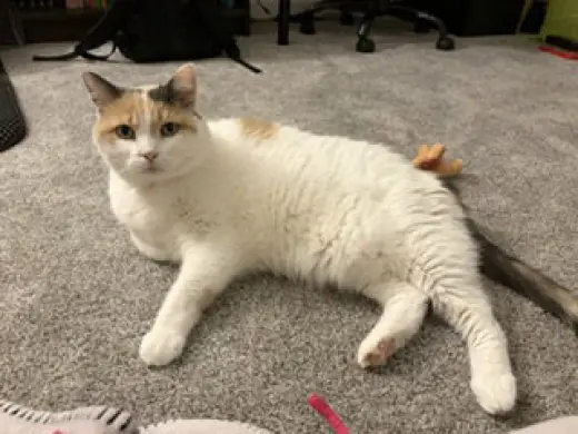 Queen of Hearts (4paw declaw)