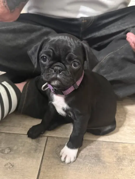 PEGGY SUE