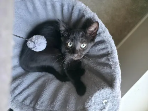Mel - Pending Adoption