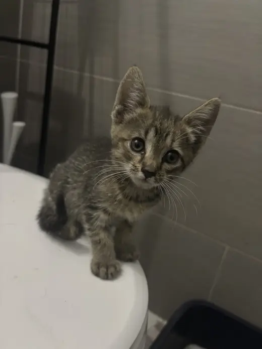 Pepper KITTEN